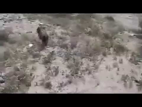 Homeward Bound heaven edition