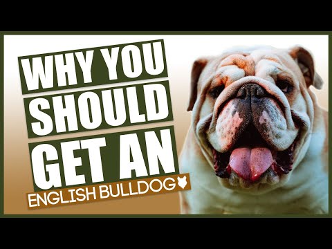 ENGLISH BULLDOG! 5 reasons why you SHOULD get an ENGLISH BULLDOG
