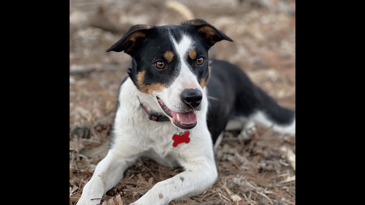 Enlarge Roxie - adopted!, an adopted mixed breed in Minneapolis, MN video 6/6