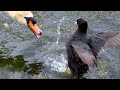 FIGHT Coot Vs Swan