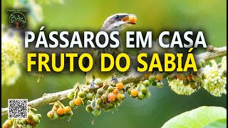Miniatura do vídeo