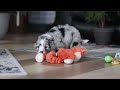 Aussiedoodle dogs for sale: Theo - Video 1