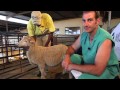 Sheep Intramuscular injection technique