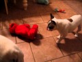 Molly And MoJo Playing With Tickle Me Elmo