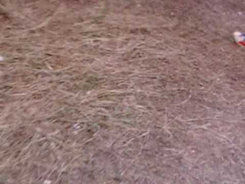 Annoying ninjas somewhere in goa