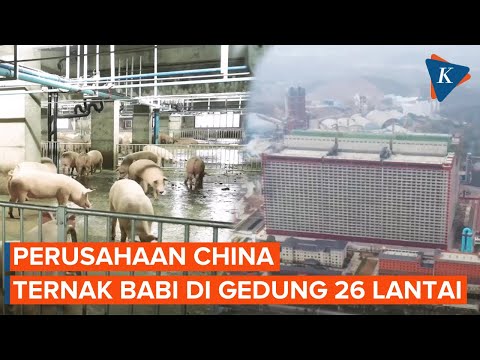 , title : 'Di China, Ada Perusahaan yang Ternak Babi di Gedung 26 Lantai'