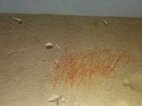 comment nettoyer mur blanc