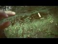The Flashbulb - If trees could speak