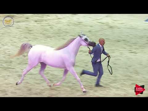 N 55 LR ERA DE EXCALIBUR   Dubai 2019   Fillies 2 years old Class 3