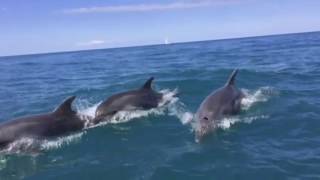 Дельфины в Чёрном море!
