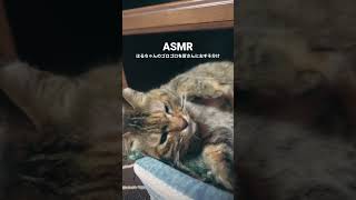 ゴロゴロ〜🐈🐾