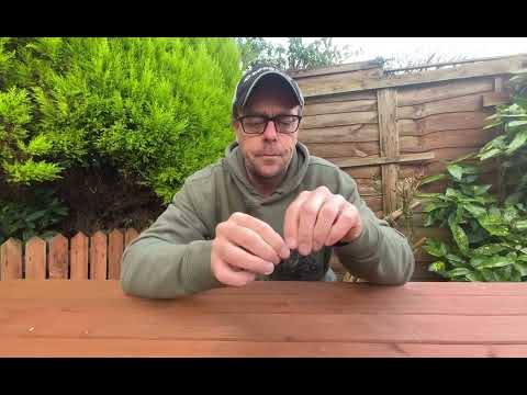 The Pirate Lures Lugger Ned