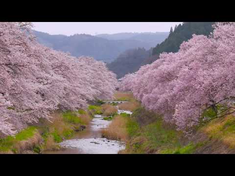 いしかわ桜谷 3分編集