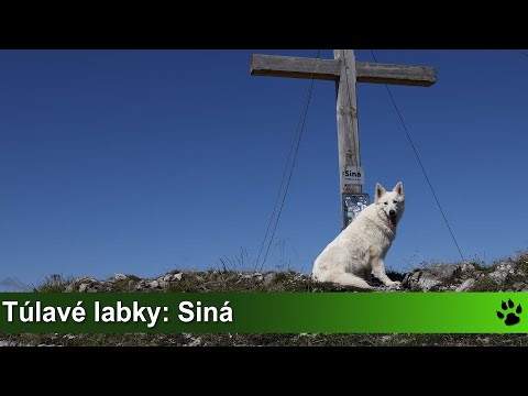 Túlavé labky: Siná (Nízke Tatry)
