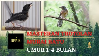 Download lagu MASTERAN TROTOL MURAI BATU UMUR 1-4 BULAN !! TROTOL CALON JUARA !! GRAHA KELUD mp3 Download lagu MASTERAN TROTOL MURAI BATU UMUR 1-4 BULAN !! TROTOL CALON JUARA !! GRAHA KELUD mp3