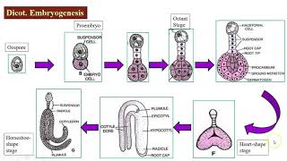 Post Fertilization changes in a flower.