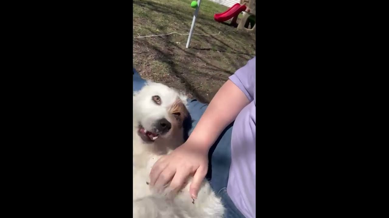 Enlarge Ziggy, a ADOPTABLE mixed breed in White Plains, NY video 5/5