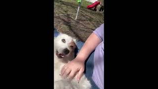 Video preview image #1 Jack Russell Terrier-Unknown Mix Puppy For Sale in Germanton, TN, USA