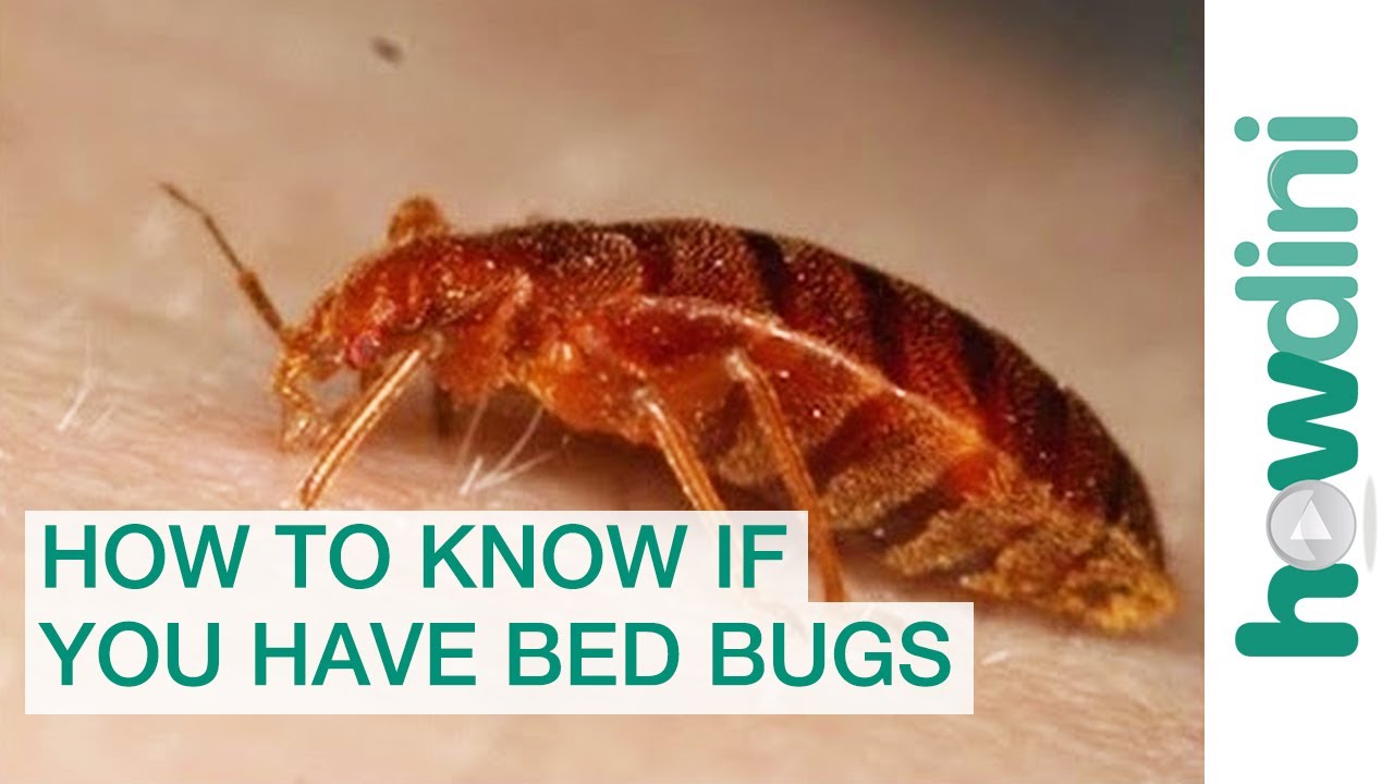 How To Find Bed Bugs - How To Know If You Have Bed Bugs - YouTube