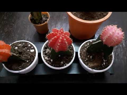 #MySweetHome | Moon cactus