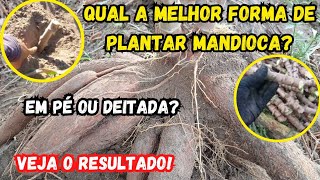 A MELHOR FORMA DE PLANTAR MANDIOCA É EM PÉ OU DEITADA? VEJA O RESULTADO!