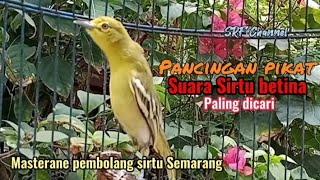 Download lagu Pancingan Sirtu,cipow betina memanggil jantan ampuh buat pikat#sirtugacor@srfchannel3881 mp3 Download lagu Pancingan Sirtu,cipow betina memanggil jantan ampuh buat pikat#sirtugacor@srfchannel3881 mp3