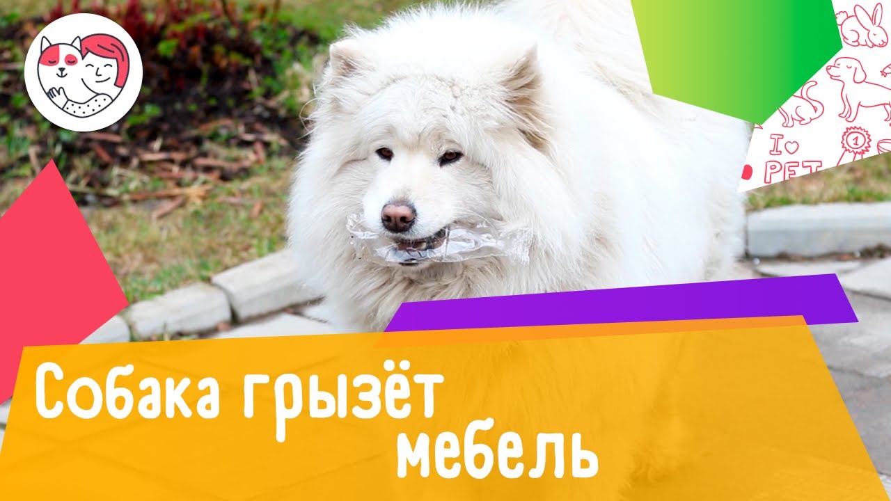 4 способа отучить собаку грызть мебель