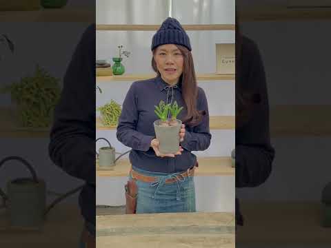 屋外鉢のヒヤシンス