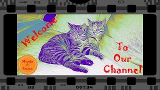 Trailer for our Flerken Cats channel