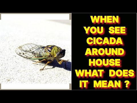 WHEN YOU SEE A CICADA AROUND YOUR HOUSE WHAT DOES IT MEAN ?