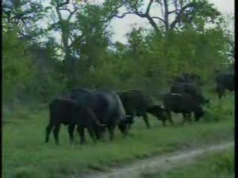 Djuma PM Drive - Buffalo Herd 11/18/07 - 3