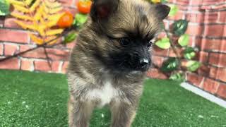 ハーフ犬の動画01