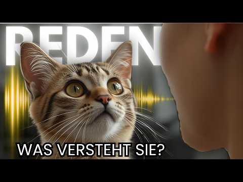 How much do cats understand when we speak?