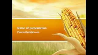 Free Corn Thanksgiving PowerPoint Template by PoweredTemplate.com
