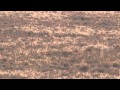Outdoor Quest TV Impala And Mountain Reed Buck In South Africa