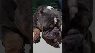 Download lagu cute daw cya oh βΊοΈ  #dog #shortvideo #shorts mp3 Download lagu cute daw cya oh βΊοΈ  #dog #shortvideo #shorts mp3