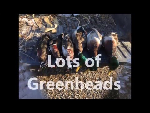 download lagu mp3 mp4 Duck Hunting Leases In Louisiana, download lagu Duck Hunting Leases In Louisiana gratis, unduh video klip Duck Hunting Leases In Louisiana