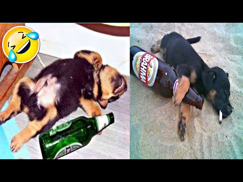 When Animals Gets Drunk 😂 | Funny Animals compilation 😆 Try not to smile challenge 😇