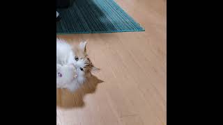 みかん流寝そべり遊び　スローバージョン💕#猫#可愛い#ラガマフィン#大型猫#スロー動画