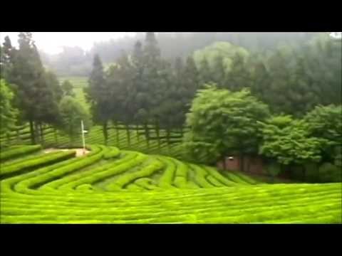 Lestari Alamku - Lestari Desaku