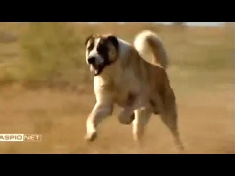 , title : 'Tobet Dog Kazakhstan | Тобет - казахский волкодав'