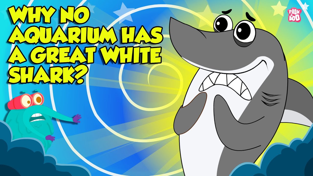 Deadliest Shark Mystery | Why No Aquarium Has a Great White Shark? | Ocean Predator | Dr Binocs Show