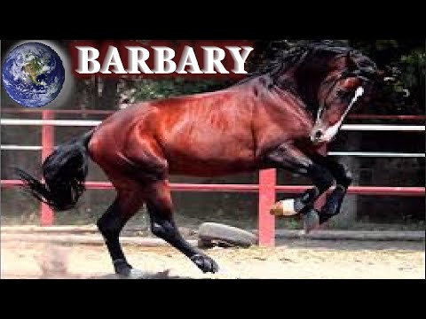 TOP Beautiful Barbary Horse in the  World!