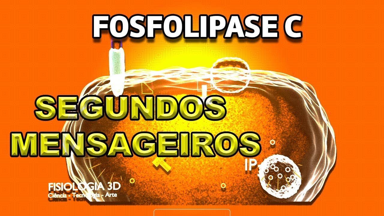 Sistema de Segundos Mensageiros - fosfolipase C