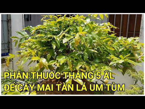 🔴 QBS22213 - PHÂN THUỐC THÁNG 5 ÂL ĐT 0942456100 || THÁNG 5 ÂM BÓN PHÂN THUỐC GÌ CHO CÂY MAI VÀNG