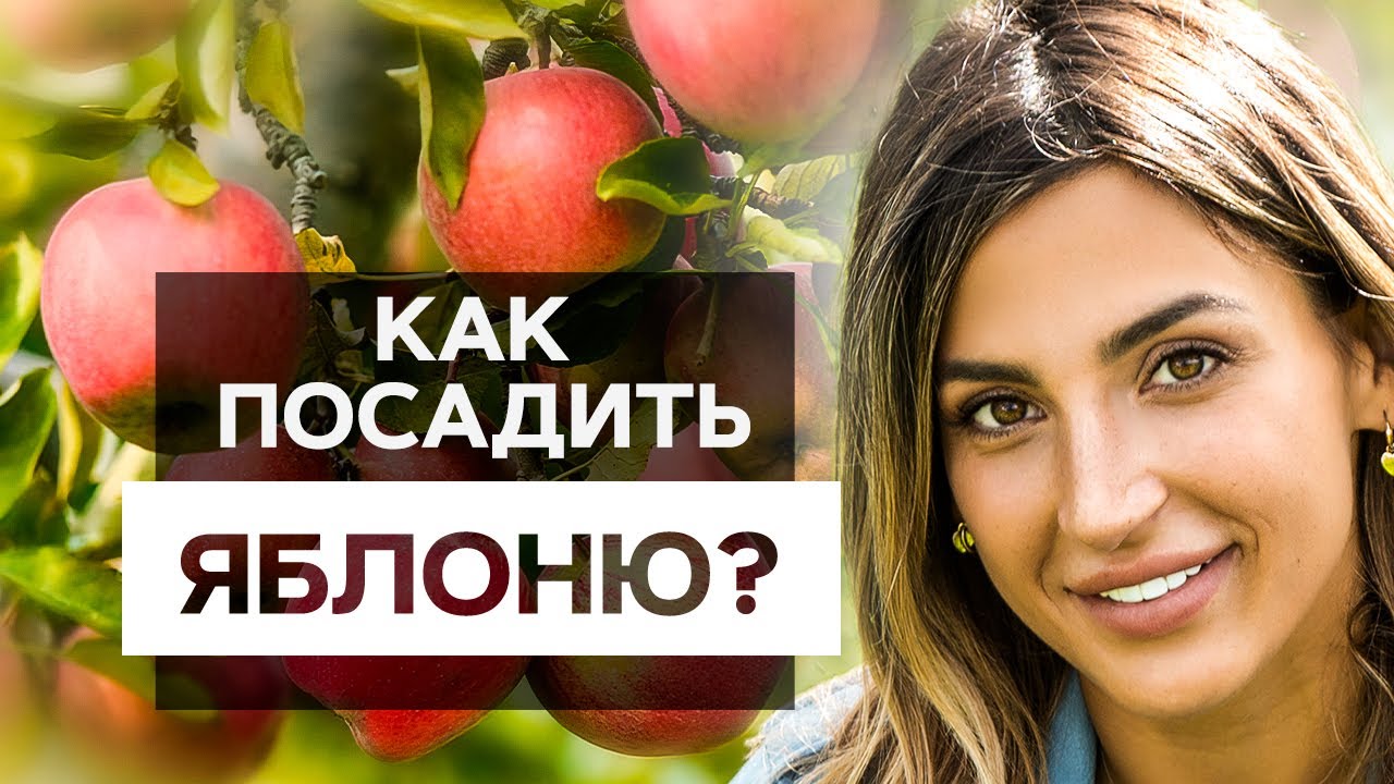 Питомник растений