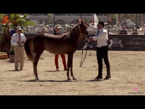 N 21 NACHMIYA AL SHAQAB   2020 Menton Mediterranean and Arab Countries Arabian Horse Championship