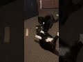 Didn T Expect The Lion Did He Shorts Meme Funny Cat Fight