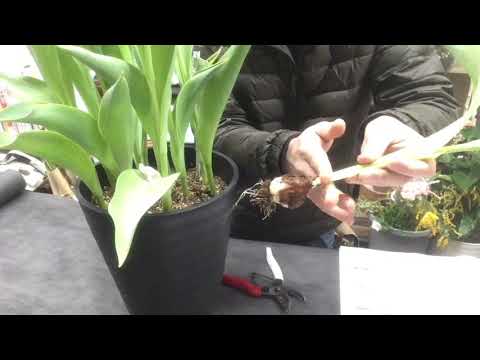 開花後のチューリップの球根はどうすればいいですか？