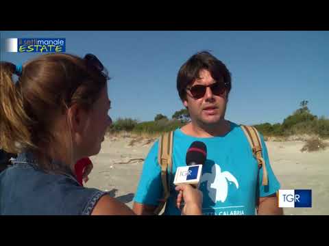 Dove sono finiti i soldi delle tartarughe?